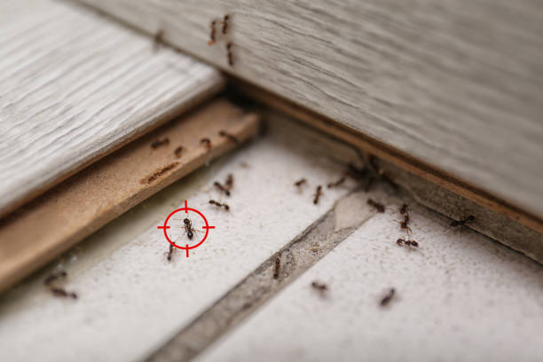 Best Pest Control Treatment  in Berrien Springs, MI